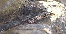 Rsz Cryptoblepharus litoralis.jpg