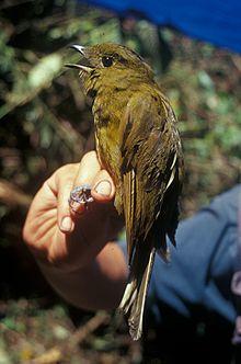 Snowornis cryptolophus -NBII Image Gallery-2003.jpg