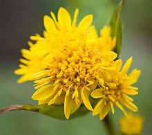 Solidago virgaurea var. leiocarpa 02-2.jpg