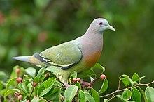 Treron vernans male - Kent Ridge Park.jpg
