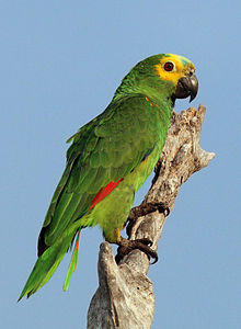 Turquoise-fronted amazon (Amazona aestiva) older adult.JPG