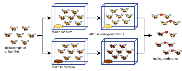 Drosophila speciation experiment.svg