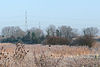 Rainham Marshes 30dec08.jpg