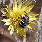P1060502 - Flickr - gailhampshire.jpg