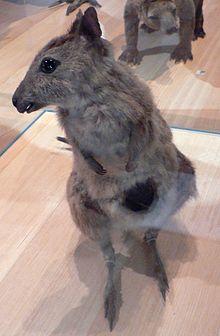 Eastern Hare-wallaby Pengo.jpg