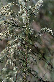 Eupatorium capillifolium branch.jpg