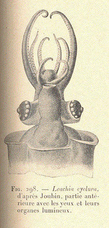 FMIB 53381 Leachia cyclura, d'apres Joubin, partie anterieure avec les yeux et leurs organes lumineux.jpeg