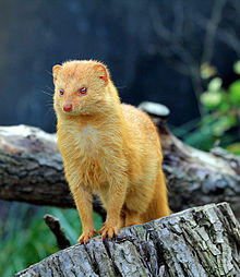 Galerella sanguinea Zoo Praha 2011-2.jpg