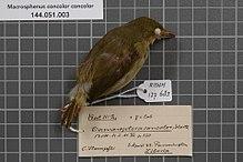 Naturalis Biodiversity Center - RMNH.AVES.137683 1 - Macrosphenus concolor concolor (Hartlaub, 1857) - Sylviidae - bird skin specimen.jpeg