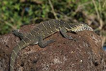 Nile monitor lizard (Varanus niloticus).jpg