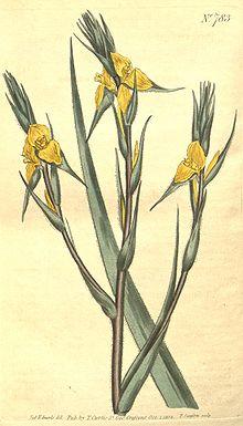Philydrum lanuginosum.jpg