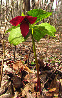 Red Trillium plant, Mer Bleue.jpg