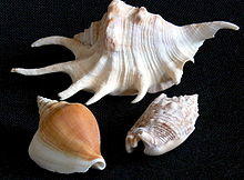 Strombidae.JPG
