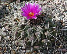 Thelocactus rinconensis.jpg