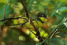 Yellow-throated Apalis - Malawi S4E4174 (17329190131).jpg