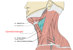 Musculi coli base, my edits for tringles, Carotid T.svg