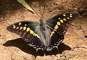 Charaxes solon - Black Rajah - Upper side