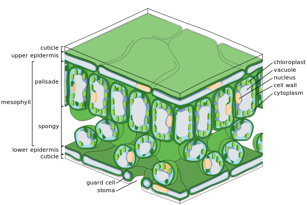 Fine scale diagram of leaf structure