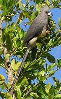 Colius White-backed mousebird feeding on Duranta berries 9860s.jpg