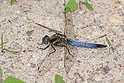 Black-tailed skimmer (Orthetrum cancellatum) male Estonia.jpg
