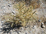 Cylindropuntia kleiniae 2.jpg