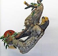 PisaMammalGallery (6).JPG