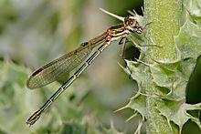 Austrolestes cingulatus03.jpg