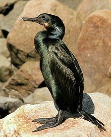 Brandt's Cormorant.jpg