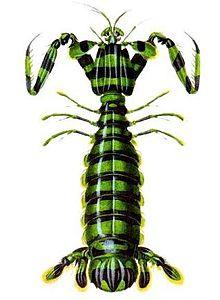Lysiosquilla maculata ps1.jpg