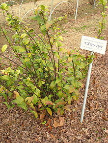 Maesa japonica in Koishikawa gardens.jpg