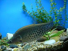 Shanghai Ocean Aquarium - Chitala blanci 1.jpg