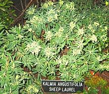 Sheep laurel (4411833312).jpg