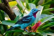 Spangled cotinga (male) (32347610342).jpg