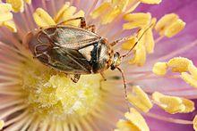 Tarnished Plant Bug.jpg