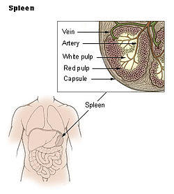 Illu spleen.jpg