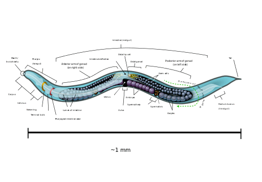 A lateral (left) side anatomical diagram of an adult-stage C. elegans hermaphrodite