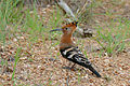 African Hoopoe (Upupa africana) (16277761817).jpg