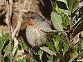 Tamarugo Conebill.jpg