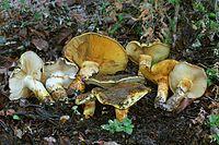 Cortinarius ponderosus AR.JPG