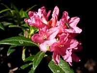 RHODODENDRON FERRUGINEUM - CADINELL - IB-801 (Neret).JPG