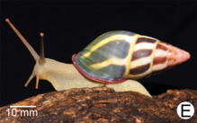 Amphidromus fuscolabris.png