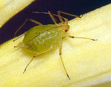 Aphididae (aka).jpg