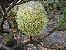 Banksia laevigata laevigata.JPG