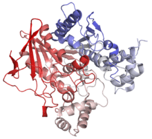 Butyrylcholinesterase 1P0I.png