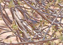 Cinderella Waxbill (Estrilda thomensis).jpg
