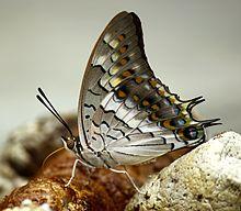 Close wing position of Charaxes solon, Fabricius, 1793 – Black Rajah WLB.jpg