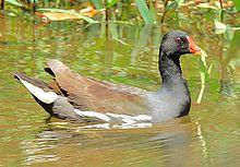 Common moorhen (Gallinula chloropus) Photograph by Shantanu Kuveskar.jpg