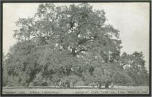 Hooker Oak.png