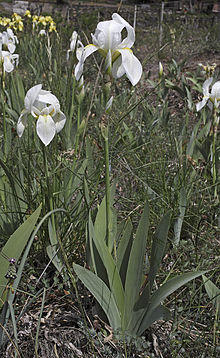 Irisflorentina ap.jpg