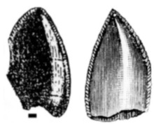 Palaeosaurus both holotypes.png